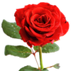 roze