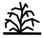 besidriekiancios-rozes-trecia-grupe