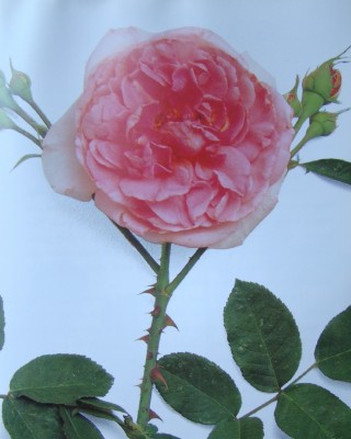 Gertrude Jekyll